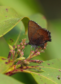 Brown Elfin female
ovipositing